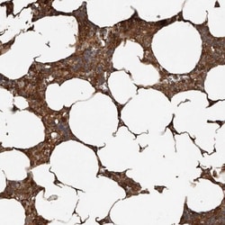 YOD1 Antibody, Novus Biologicals:Antibodies:Primary Antibodies